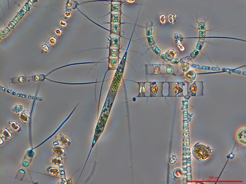 Plankton Review