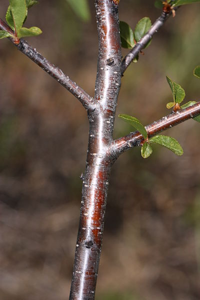 Bitter cherry bark