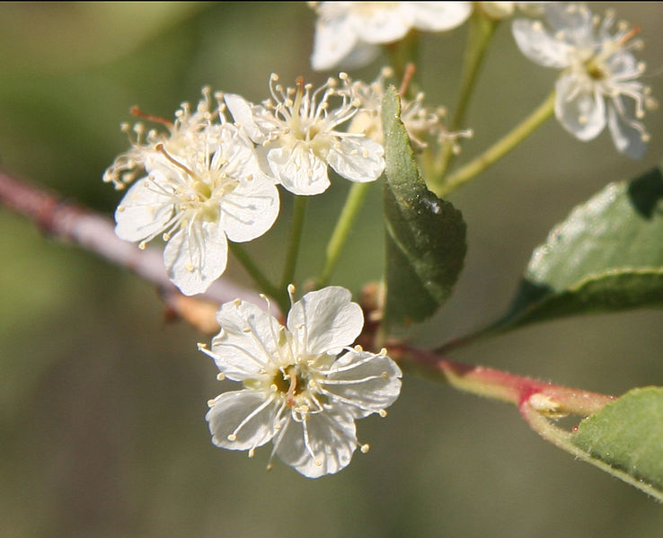 Bitter cherry flowers