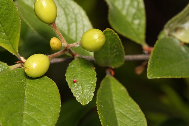 Bitter cherry drupes