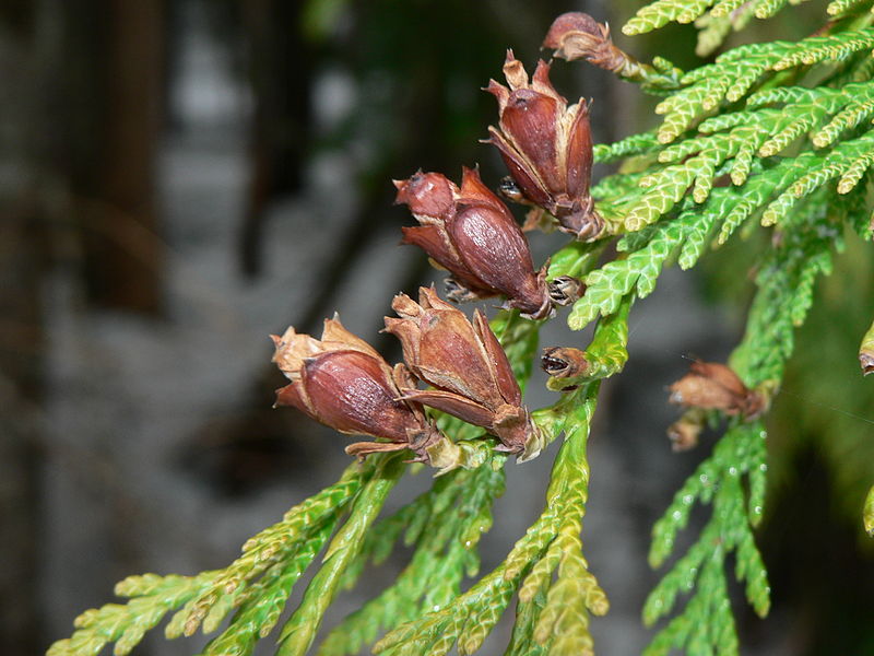 Red cedar