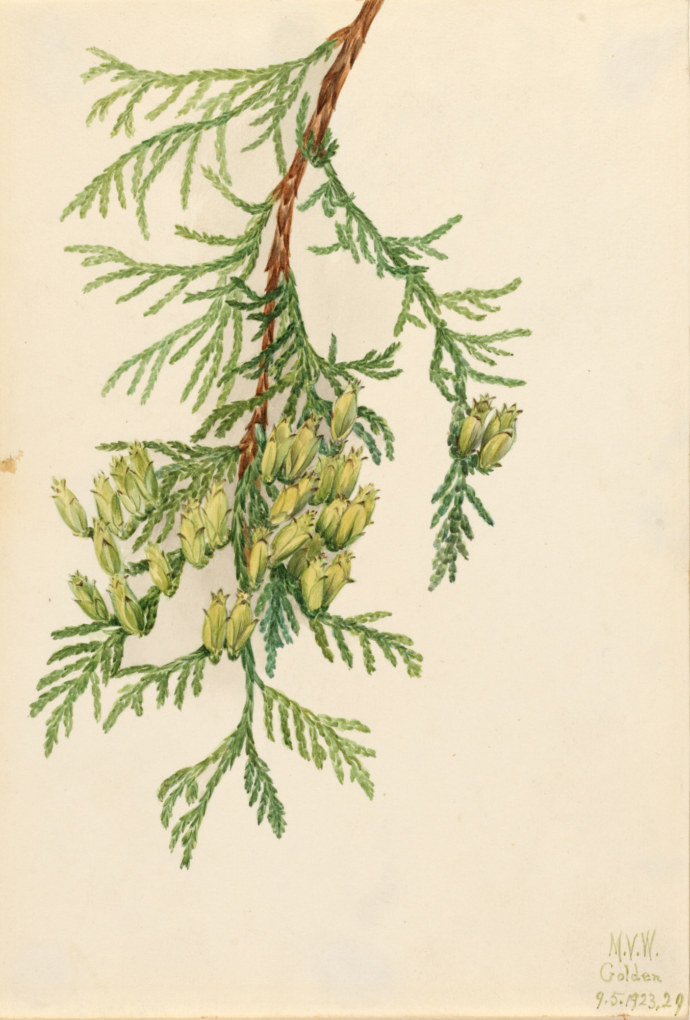 Thuja plicata