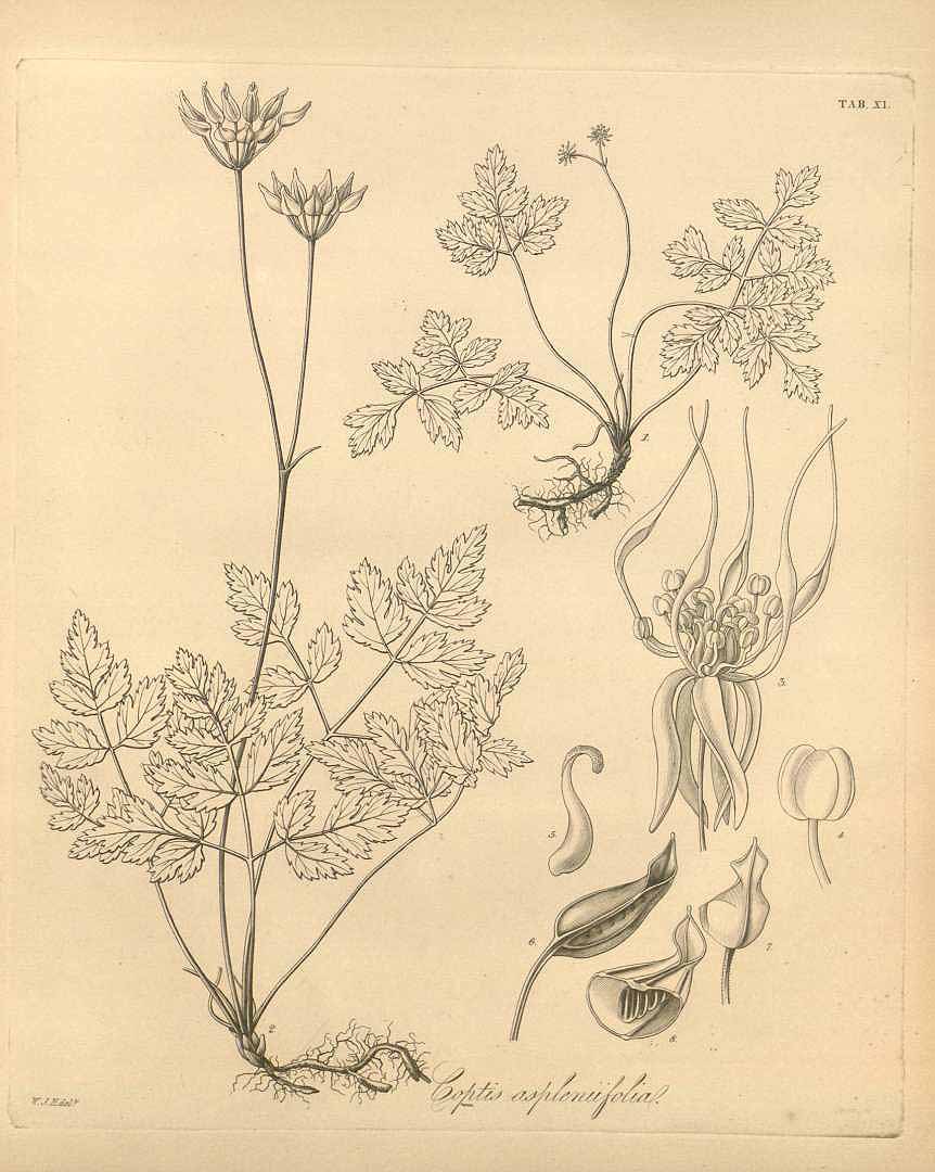 Goldthread illustrations