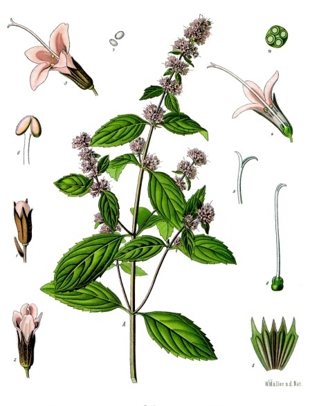 Peppermint illustrations