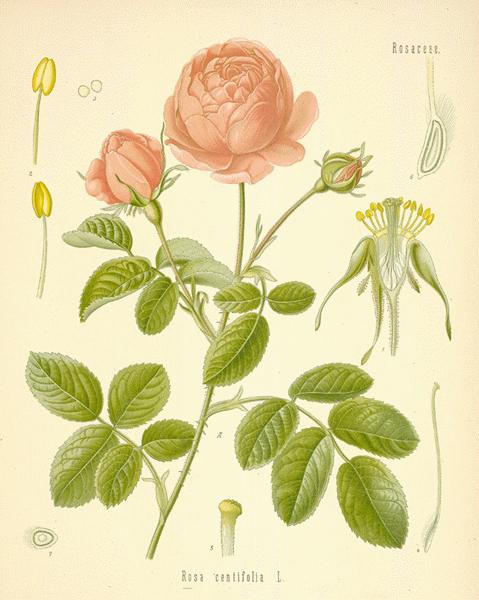 Rose illustrations